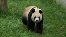 Where Winds Meet Announces Charitable Sponsorship of Giant Panda "Qinchuan"